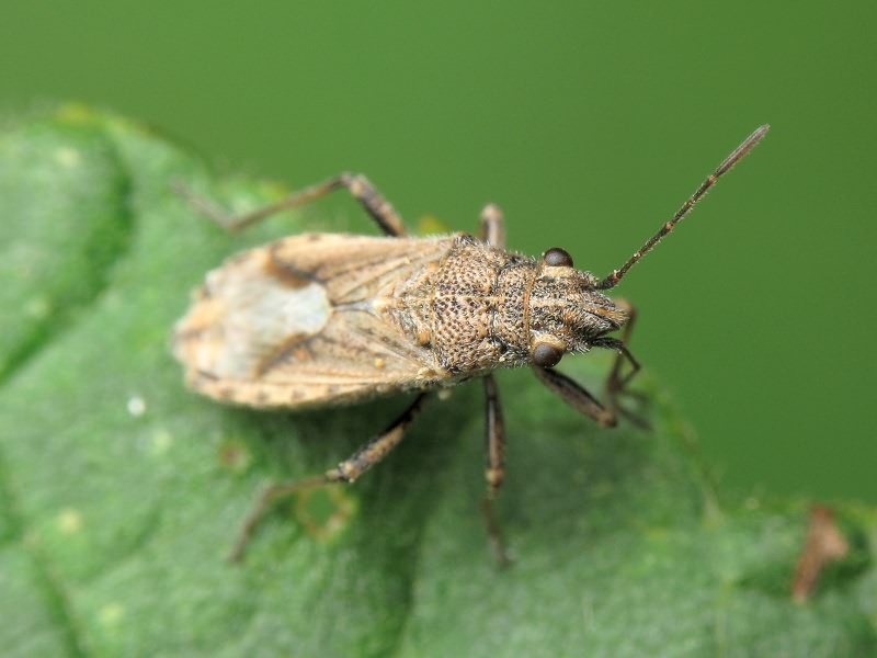 Ortholomus punctipennis (Herrich-Schäffer, 1838)